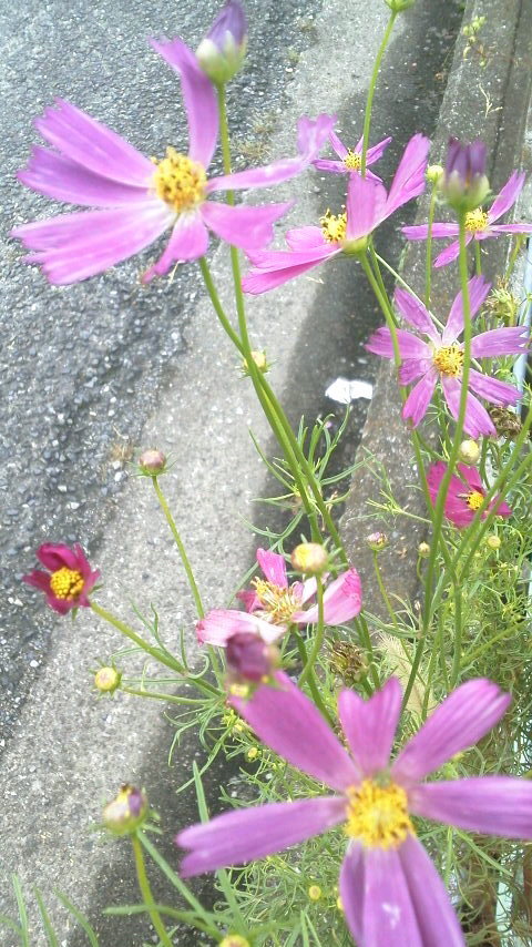 コスモスの花